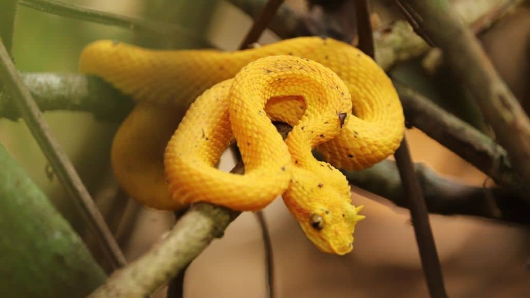 Eyelash pit viper