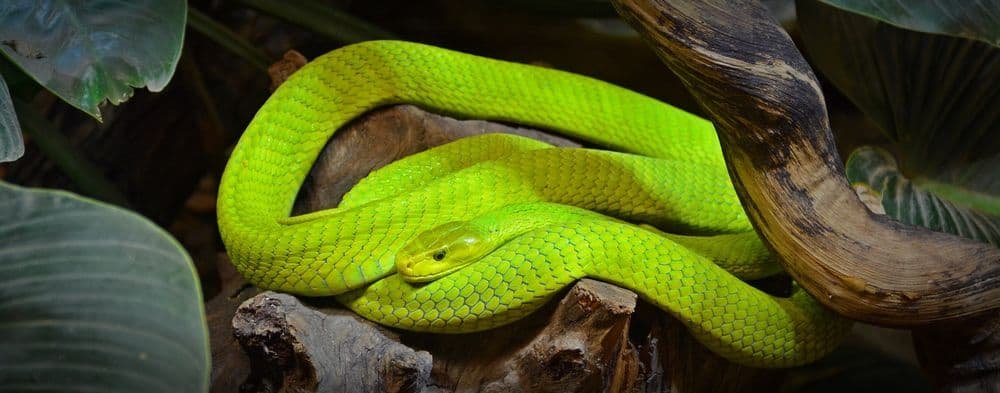 Green mamba