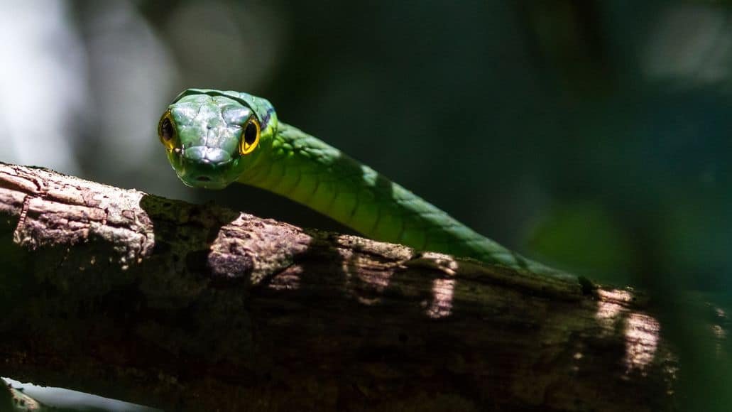 Green Parrot Snake