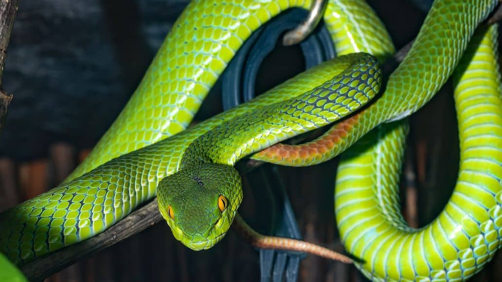 Green snake viper family