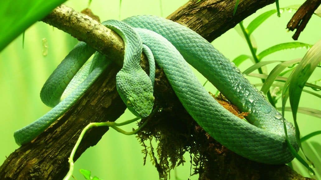 Palm Pit Viper