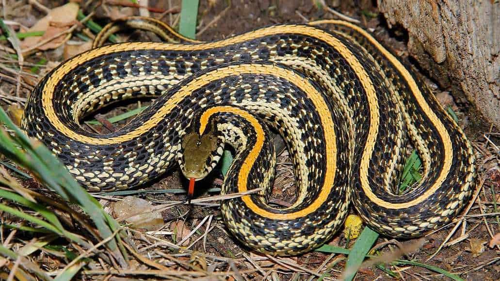 Plains Gartersnake hiding teeth