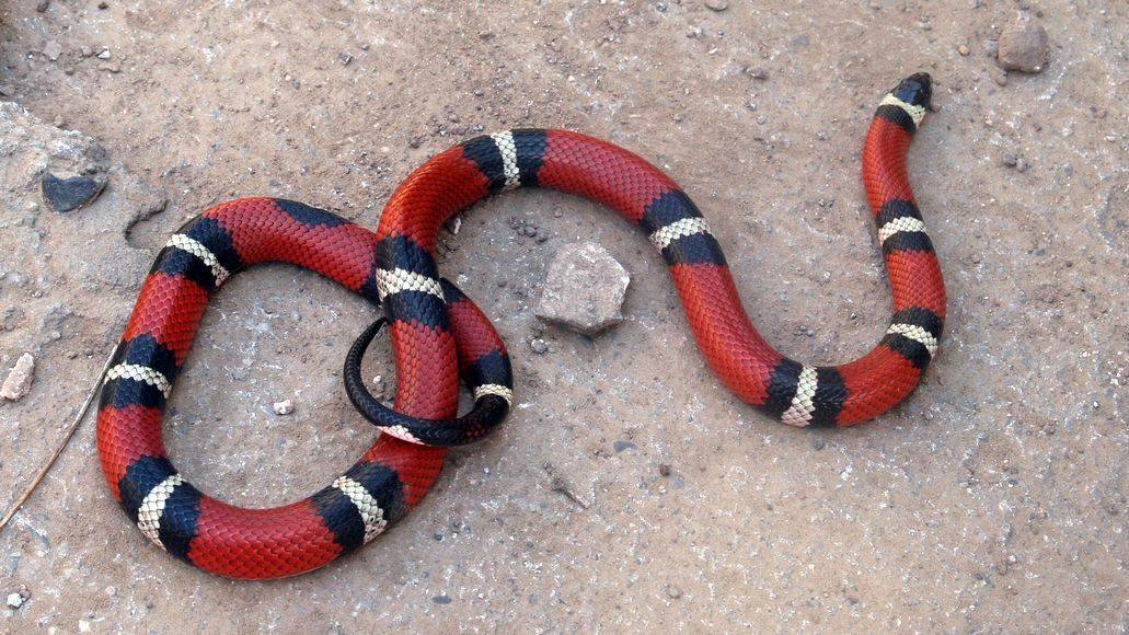 kingsnake on ground