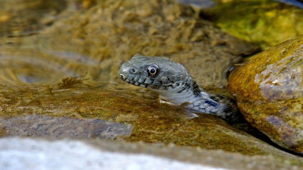 Snake cooling off