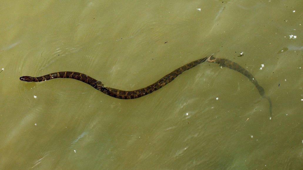 snake coming up for air in water