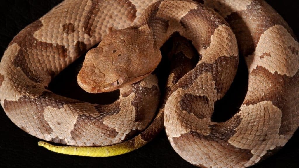 Can A Copperhead Kill You? (What You Need To Know)