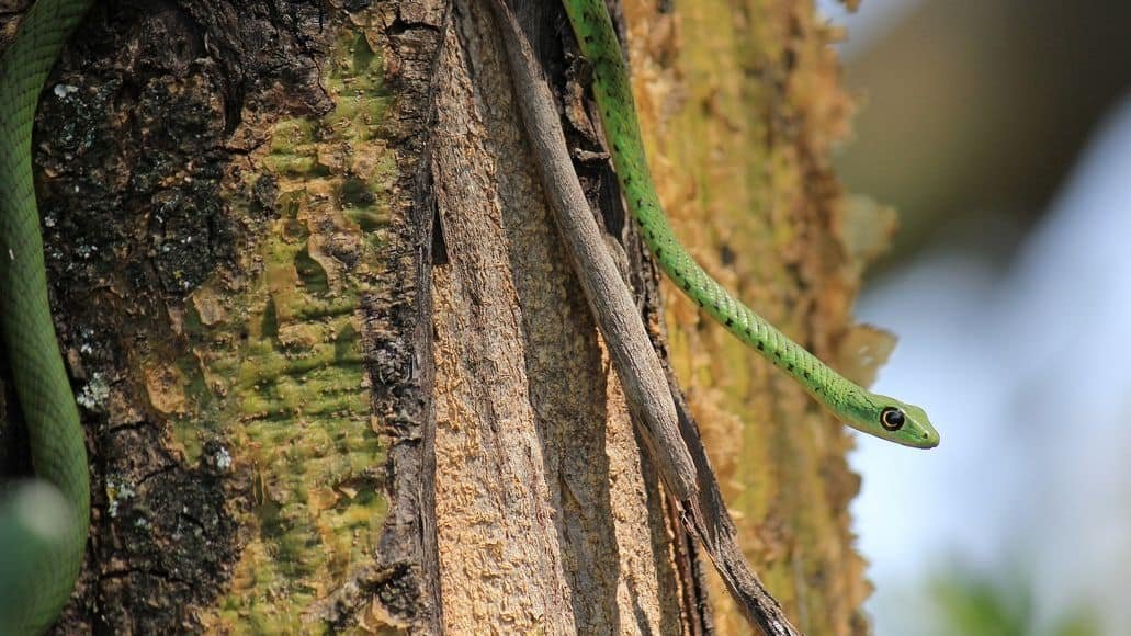 Spotted bush snake