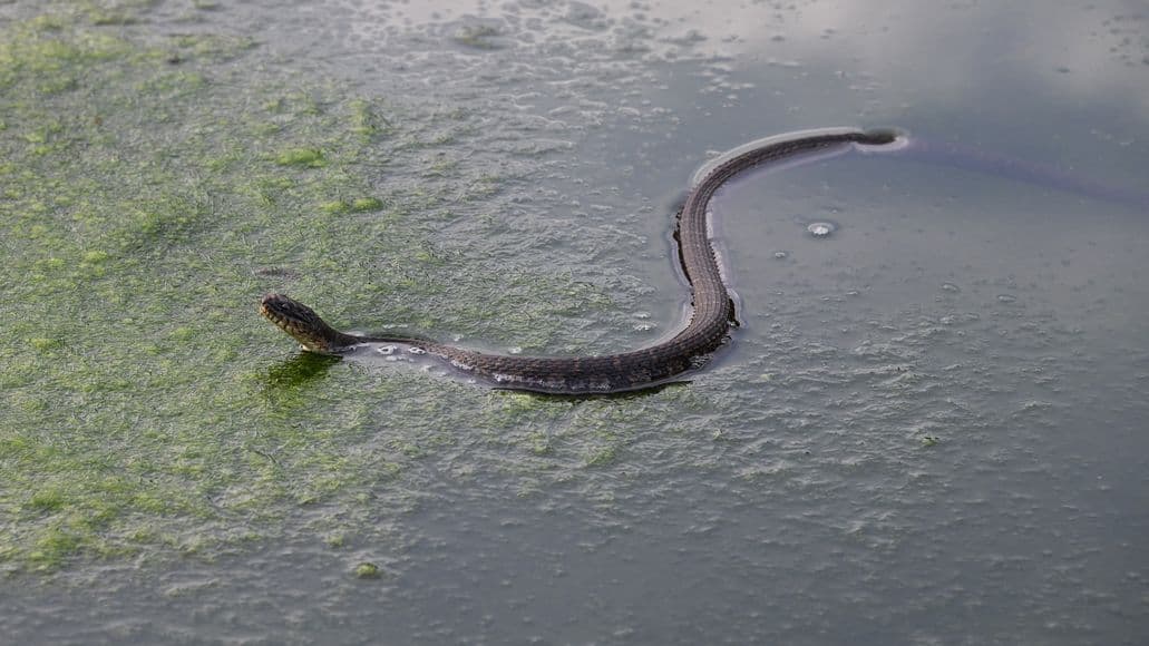 Water snake in lake