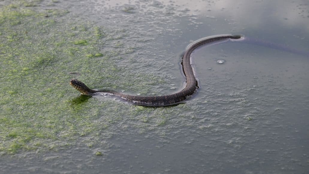  Serpiente de agua en el lago