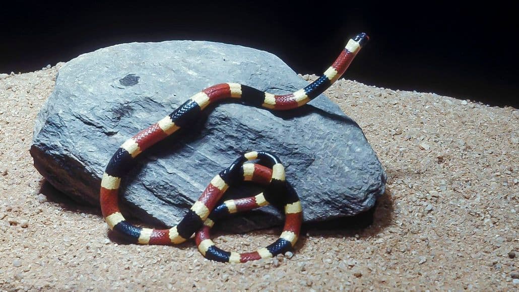 Western coral snake