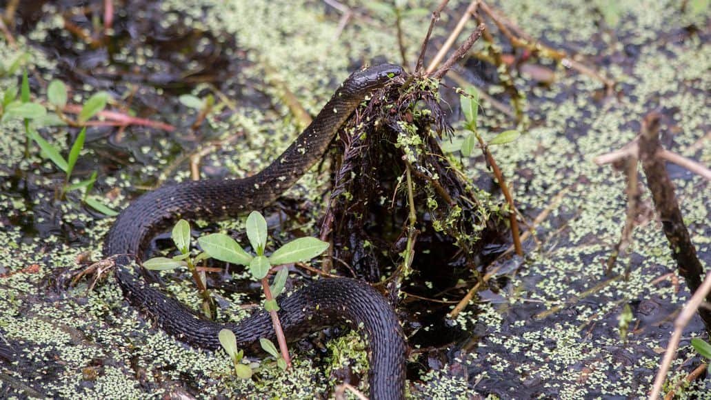 Yellow Bellied Water Snake