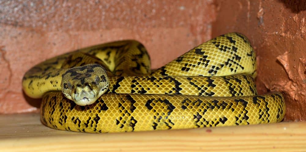 Yellow and black snake