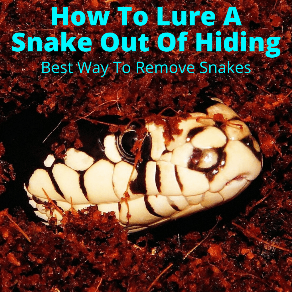 How To Lure A Snake Out Of Hiding (Best Way To Remove Snakes)