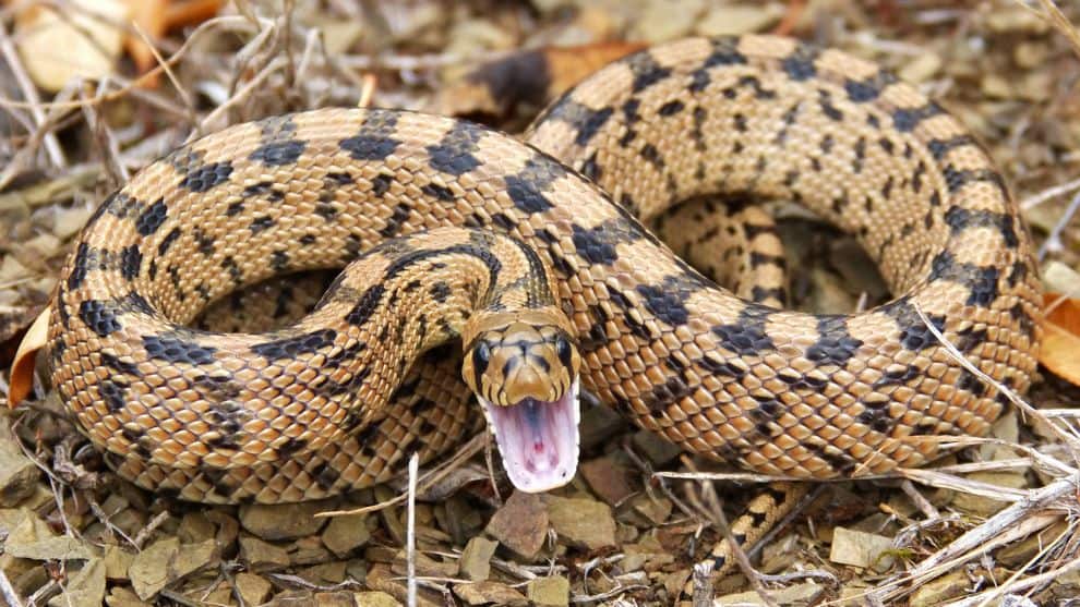 Aggressive snake defending itself
