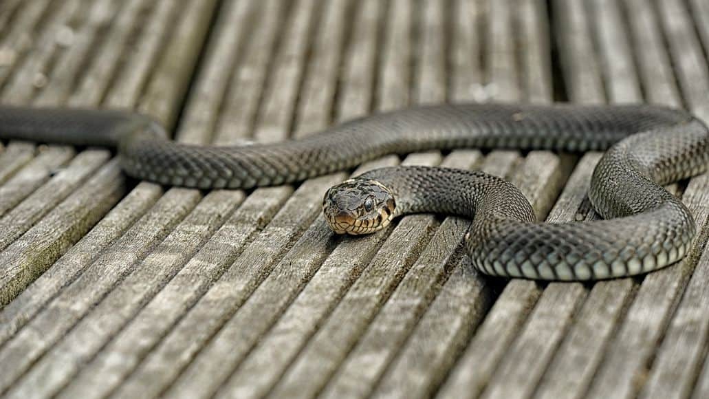 Snake intruding on property