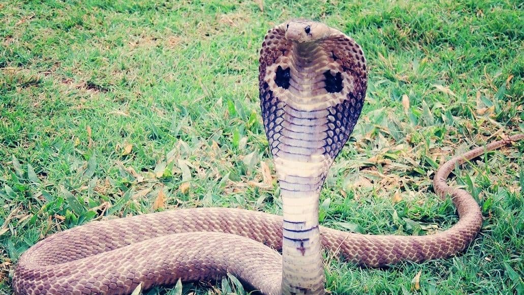 Venomous king cobra coiled to jump