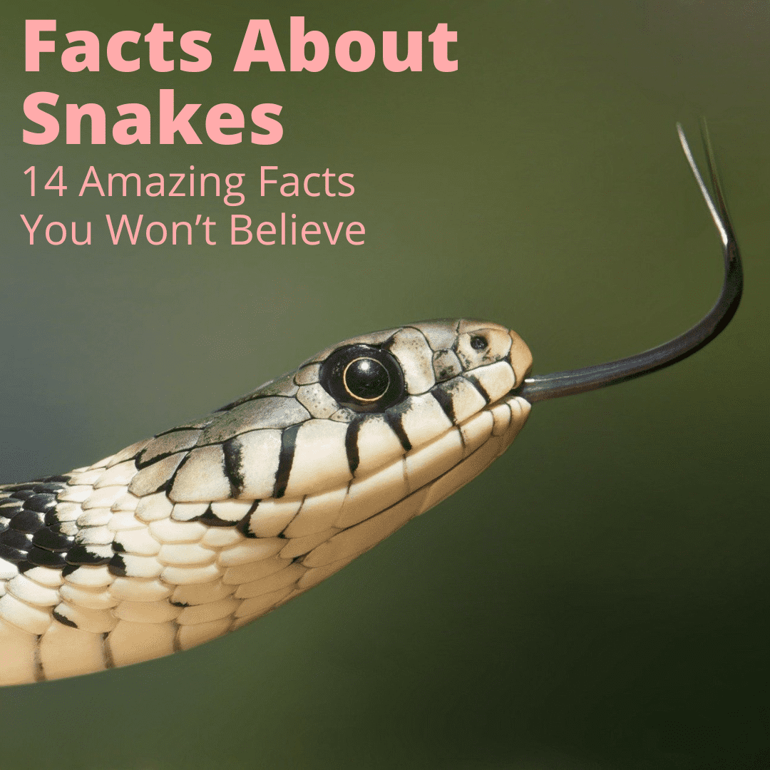 Facts about snakes