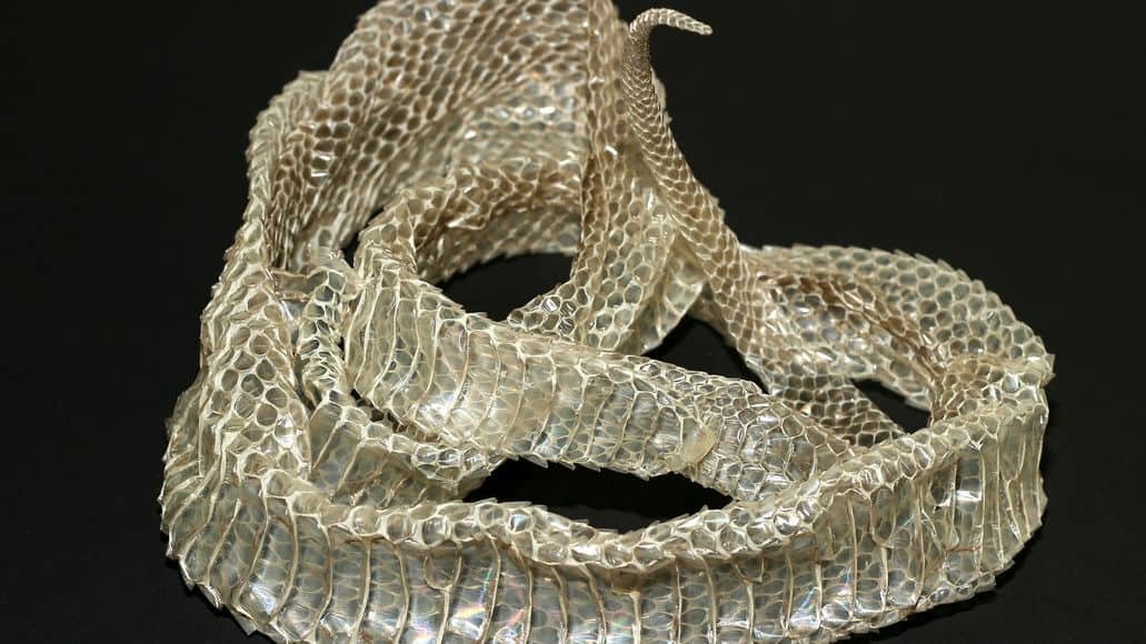 snake skin