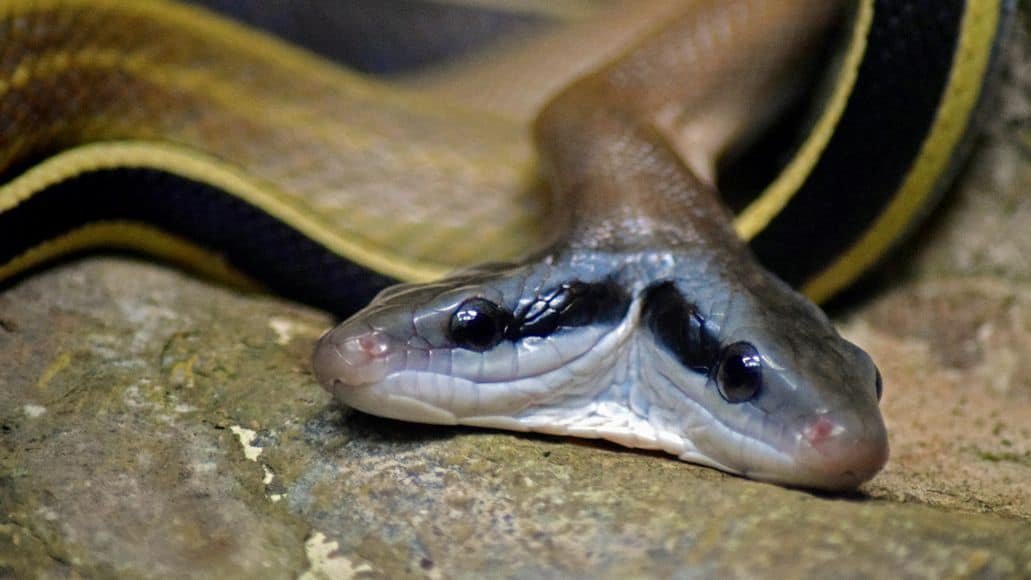 Facts About Snakes (14 Amazing Snake Facts You Won't Believe)