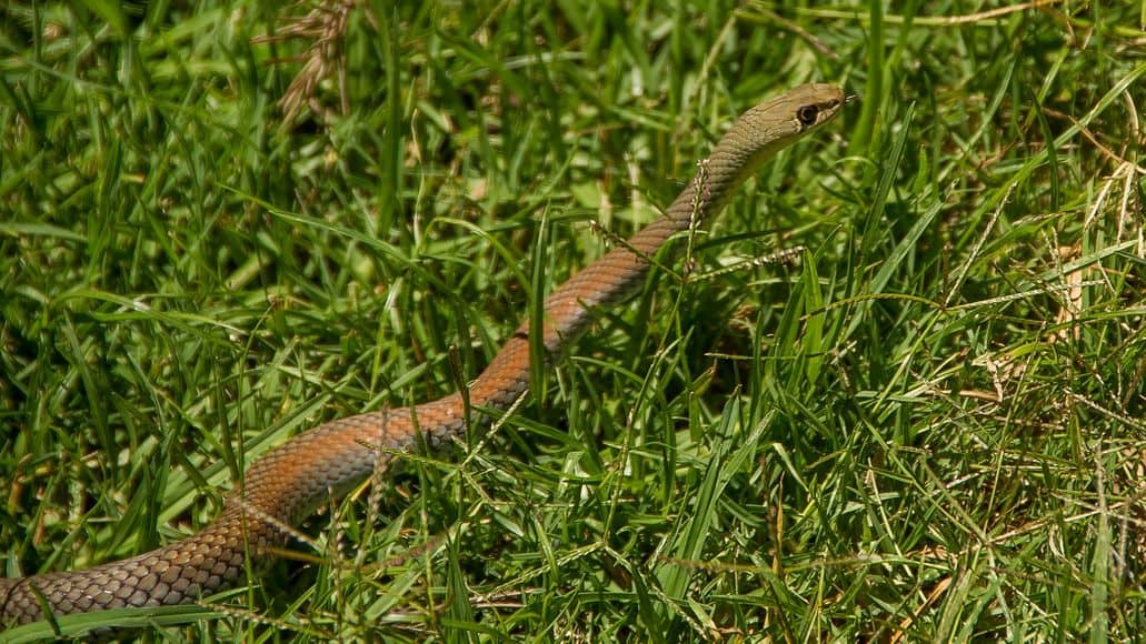 Snake moving through grass