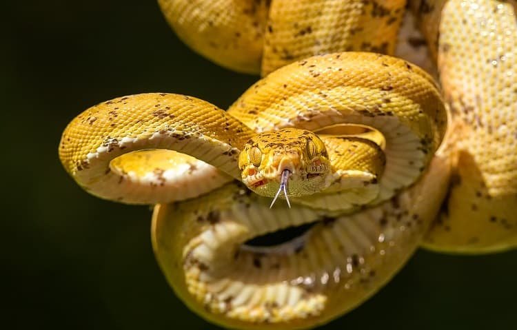 Amazon Tree Boa care