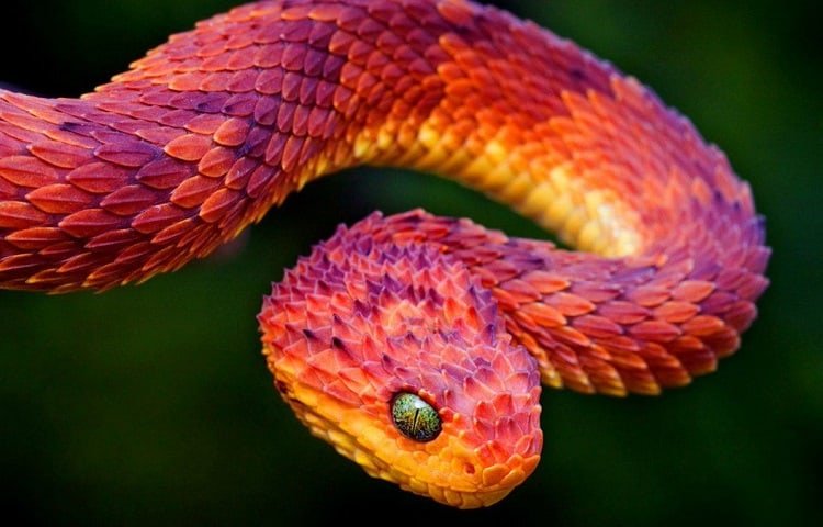 Atheris Hispida