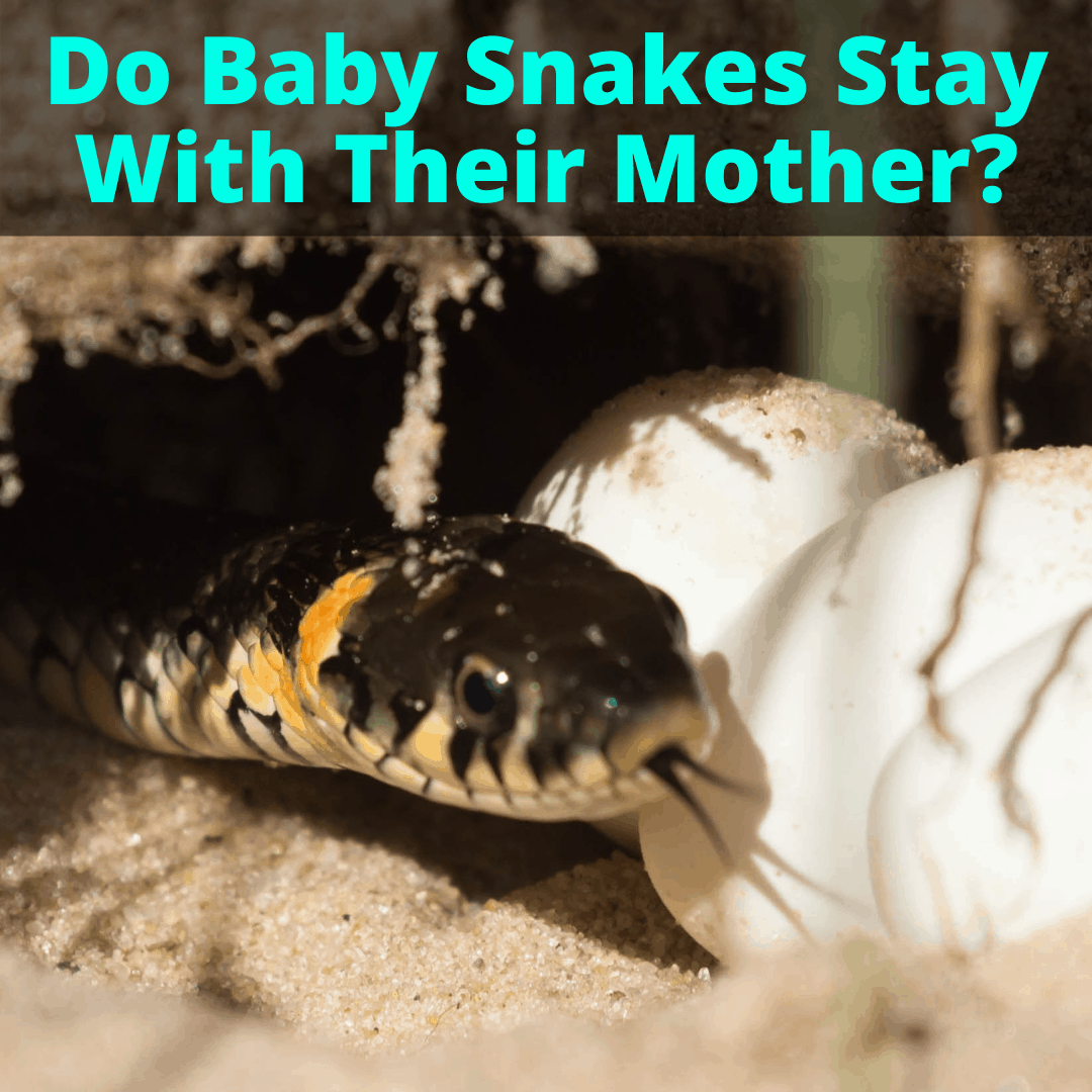 Do Baby Snakes Stay With Their Mother