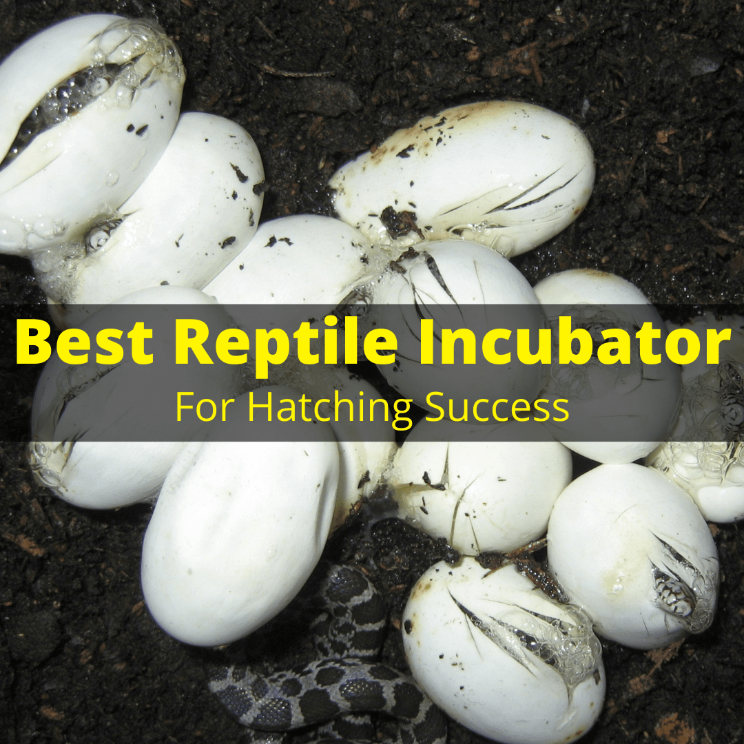 Best Reptile Incubator