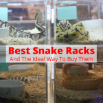 Best Snake Racks