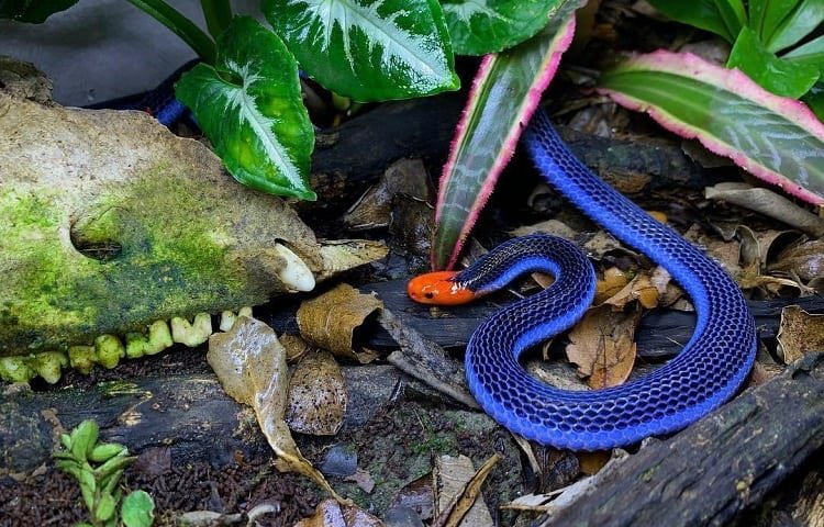 Blue Malaysian Coral Snake