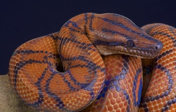 brazilian rainbow boa