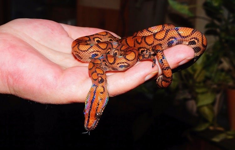 handling brazilian rainbow boa