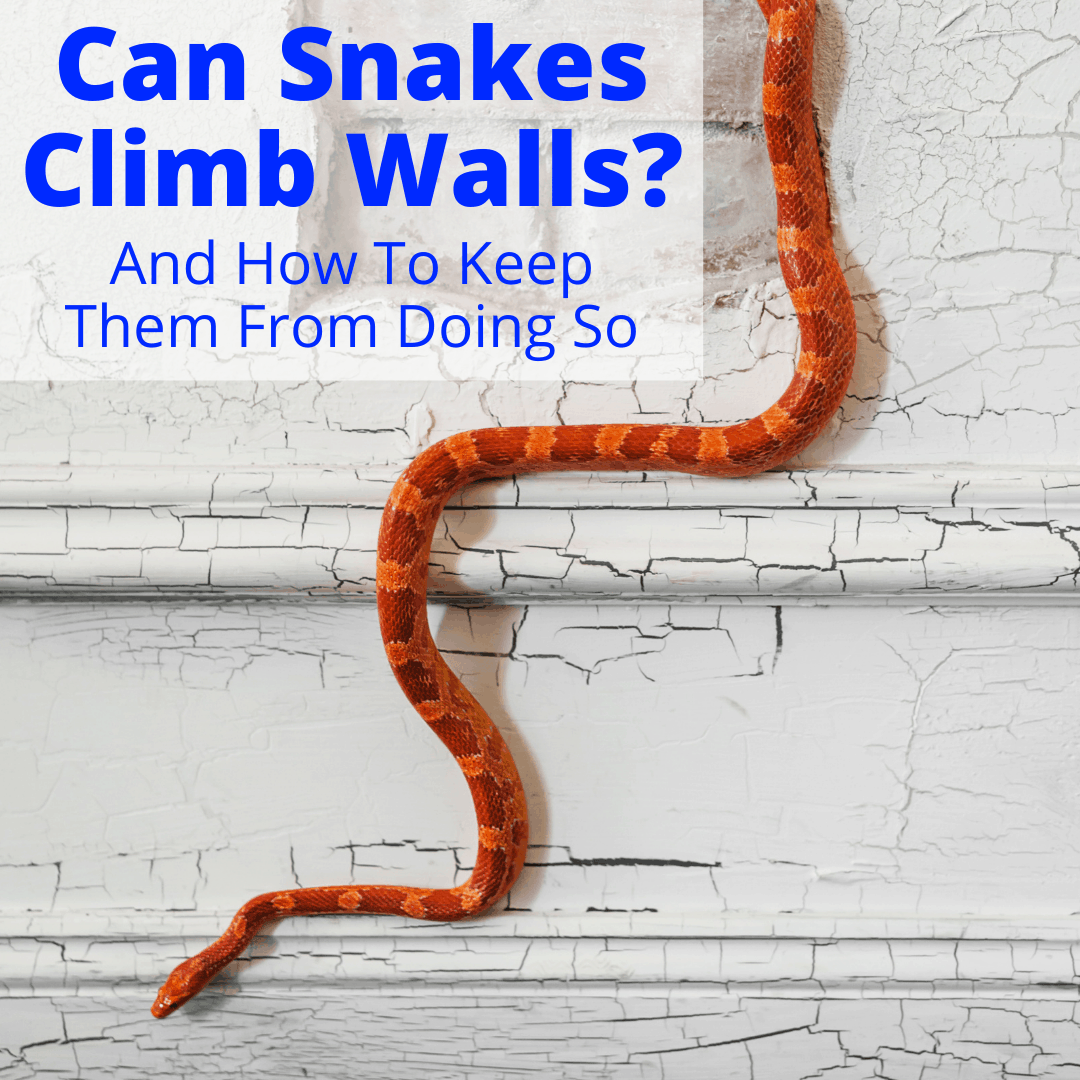 Can Snakes Climb Walls? (And How To Keep Them From Doing So)