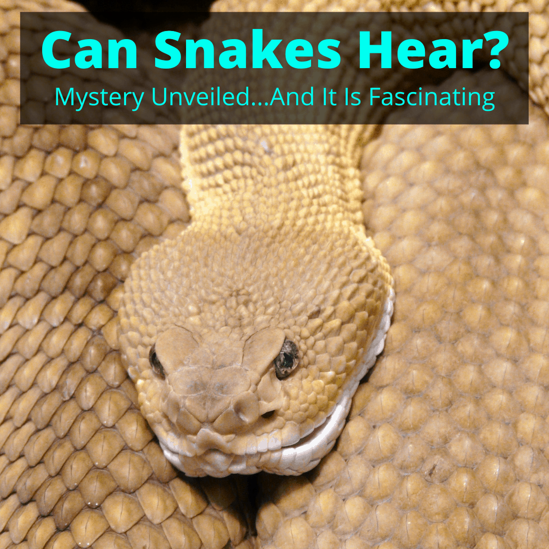 Yes, Snakes Can Hear Sound