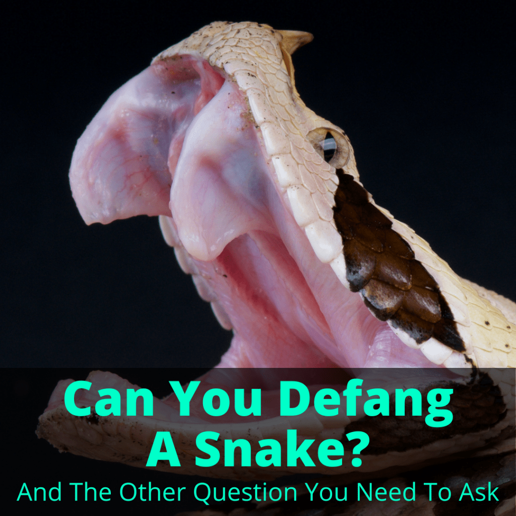 Can You Defang A Snake? (And The Other Question You Need To Ask)