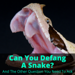 Can You Defang A Snake