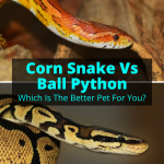 Corn Snake Vs Ball Python