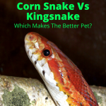 Corn Snake Vs Kingsnake