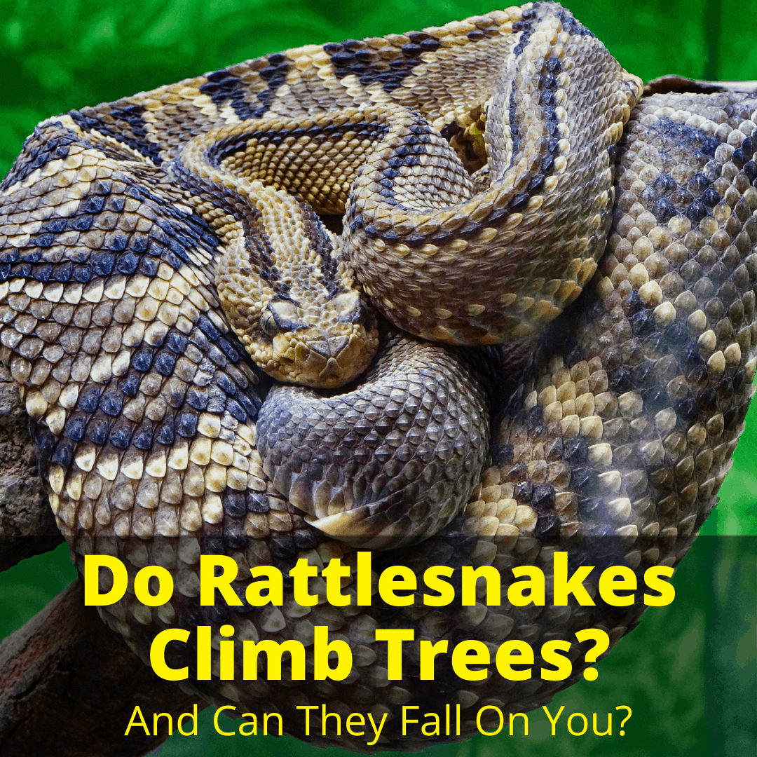 Do Rattlesnakes Climb Trees