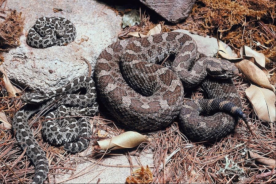 many rattlesnakes in den