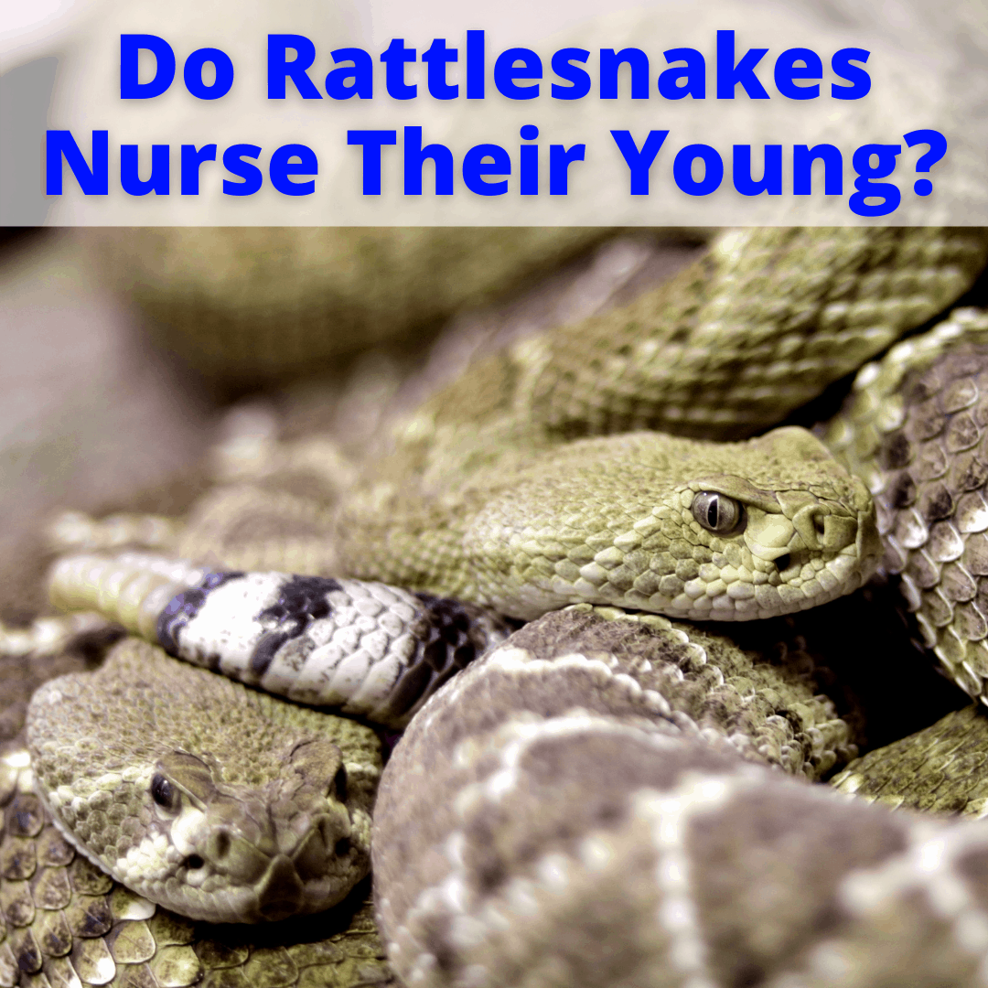Do Rattlesnakes Nurse Their Young