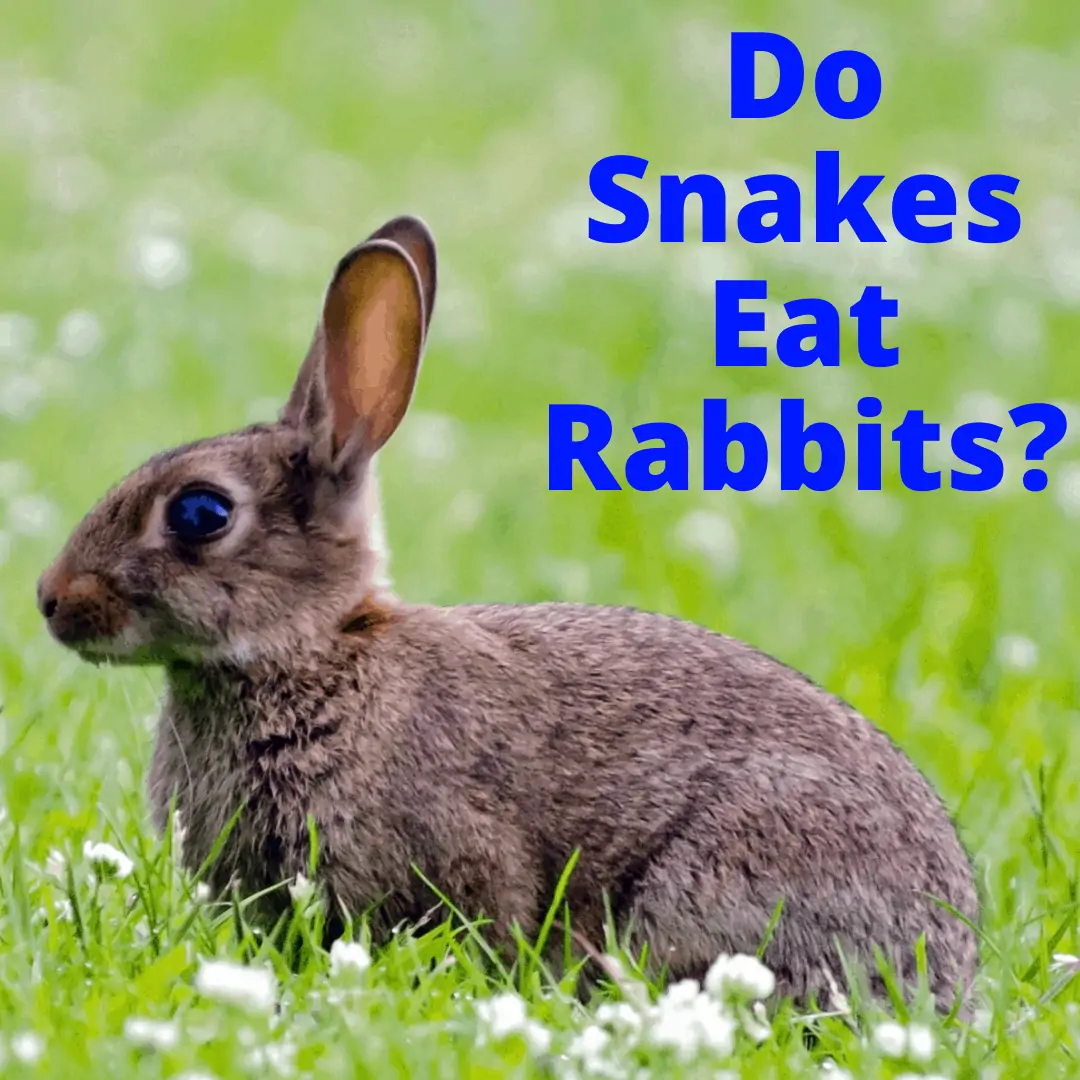 Do Snakes Eat Rabbits