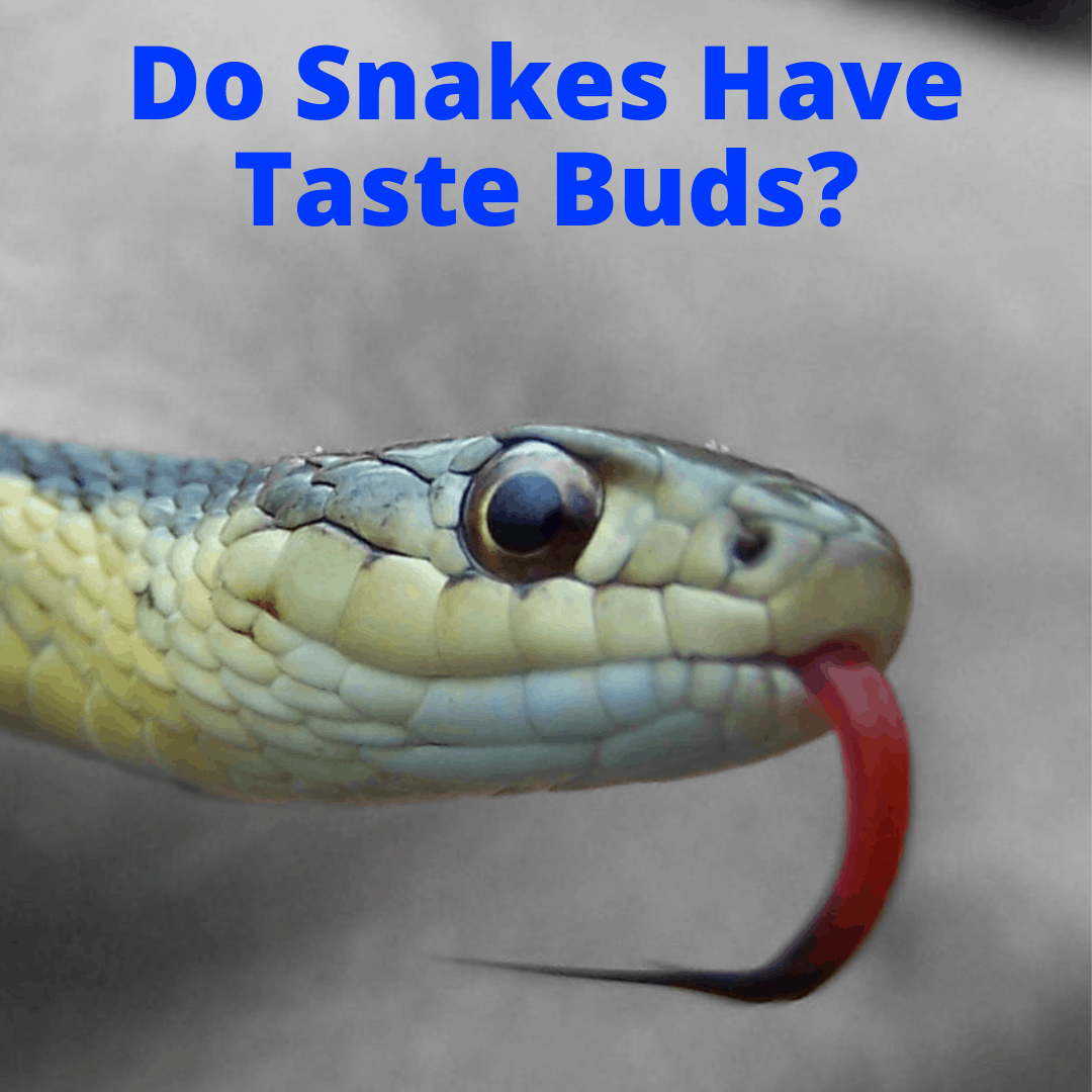 Do Snakes Have Taste Buds