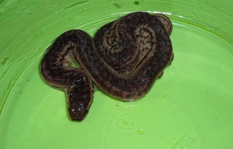 elephant trunk snake in water