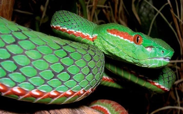 green pit viper