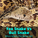 Fox Snake Vs Bull Snake