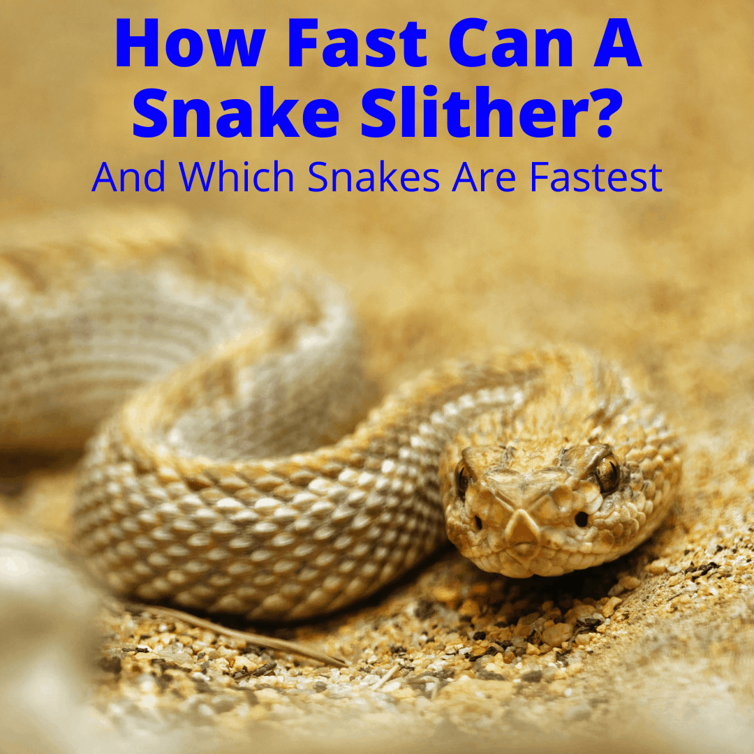 How Fast Can A Snake Slither