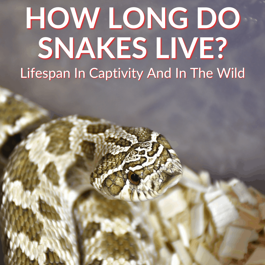 How Long Do Snakes Live