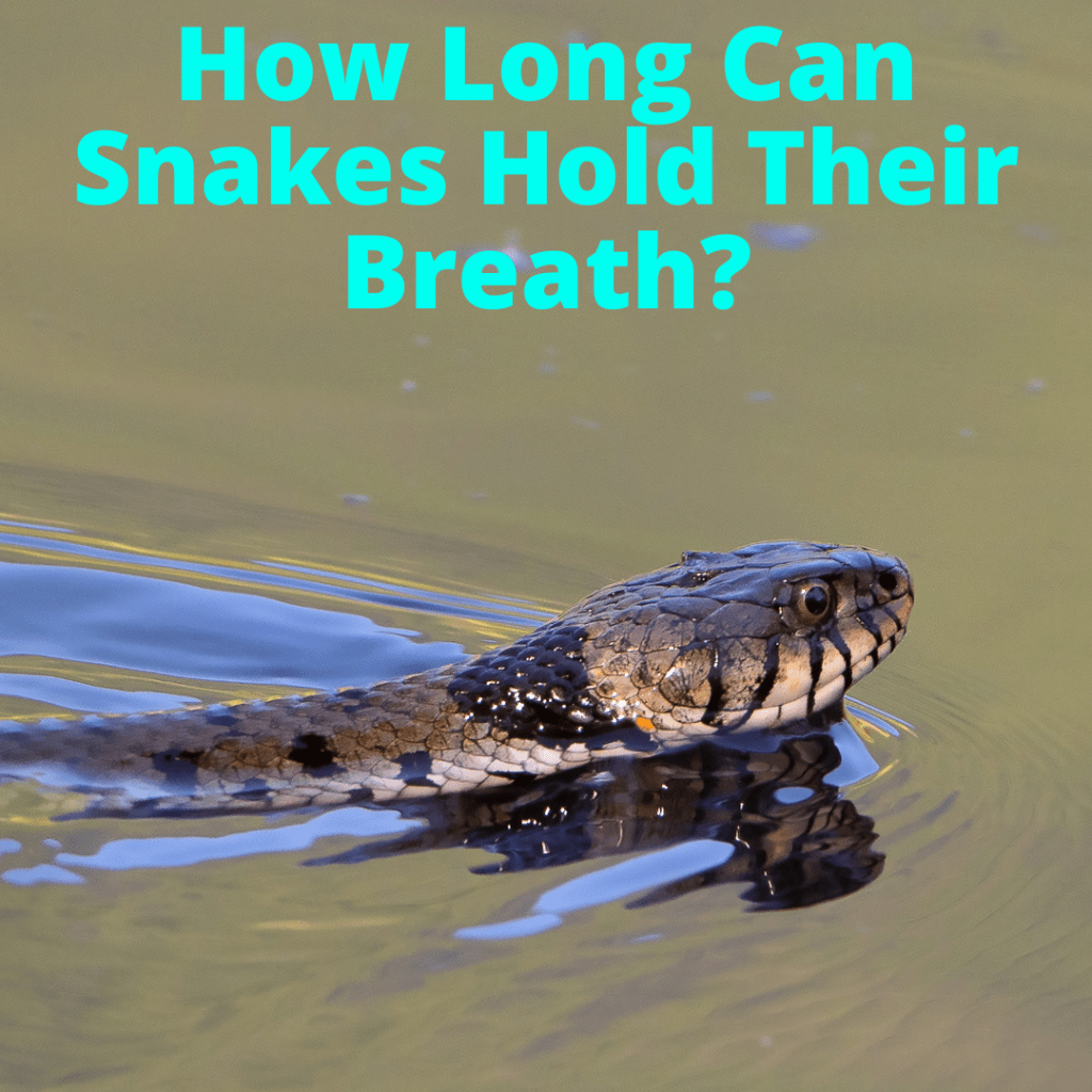 How Long Can Snakes Hold Their Breath?