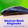 Mexican Black Kingsnake Care (Everything You Need To Know)